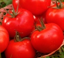 Как вырастить хороший урожай томатов