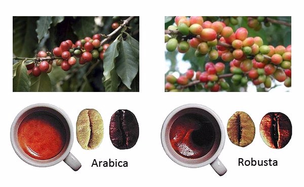 распространенные сорта кофе – робуста и арабика